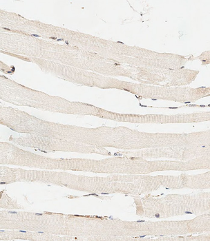 HYAL4 Antibody (Center)