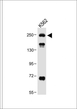 ATG2A Antibody (Center)