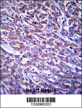 XIRP1 Antibody (C-term)