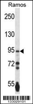 PCDHGA3 Antibody (Center)