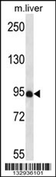 PDZD4 Antibody (N-term)