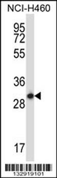 STX17 Antibody (N-term)