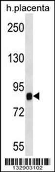 SIDT2 Antibody (Center)
