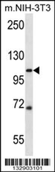 SIDT2 Antibody (Center)