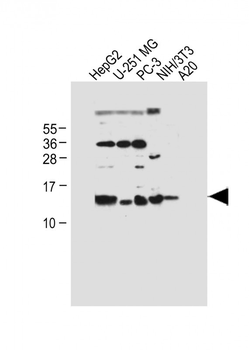 SELK Antibody (Center)