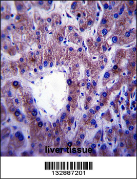 CNIH Antibody (C-term)
