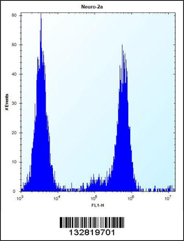 CHSY1 Antibody (Center)