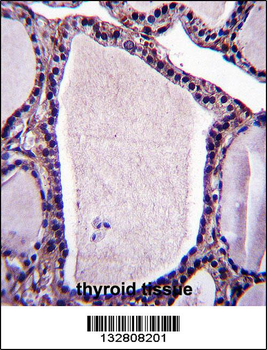 NSMAF Antibody (N-term)