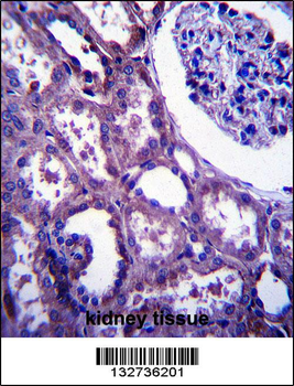 EMP2 Antibody (C-term)