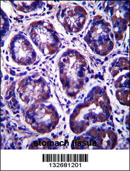 RIBC2 Antibody (N-term)
