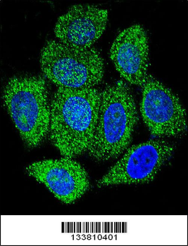 IMPDH1 Antibody (C-term)