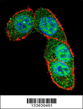 SMAD3 Antibody (Center)