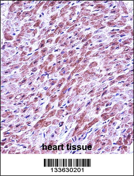 SMAD3 Antibody (Center)