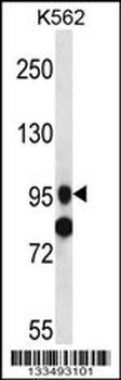 SIDT1 Antibody (Center)