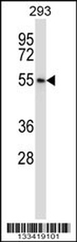 POLR3D Antibody (Center)