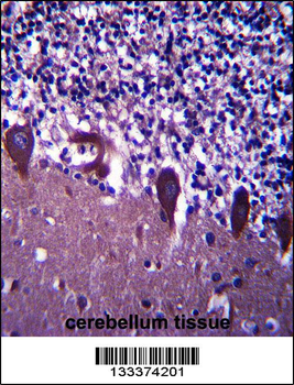 TLE6 Antibody (N-term )