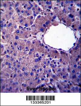 LIN52 Antibody (N-term )