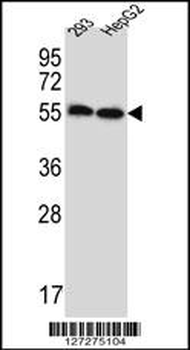 ERV3 Antibody (C-Term)