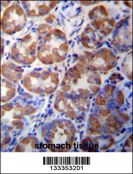 WDR89 Antibody (C-term)