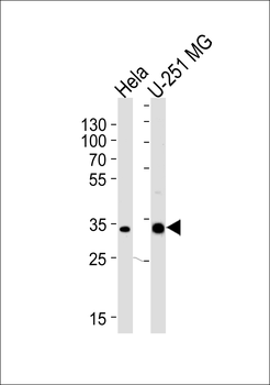 TAF8 Antibody (Center)