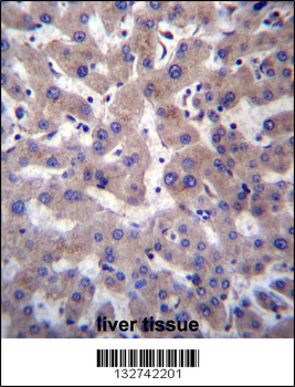 PRCP Antibody (N-term)