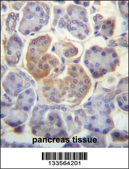 WDR25 Antibody (C-term)