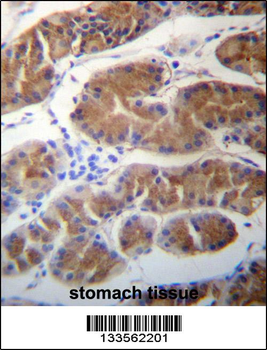 MORN1 Antibody (N-term)