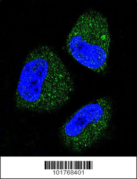 HSPA5 Antibody