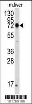 HSPA5 Antibody