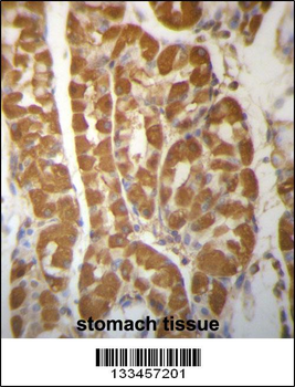 ROBLD3 Antibody (Center)