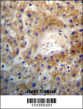 SGEF Antibody (Center)