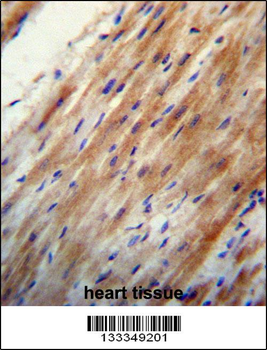 APOO Antibody (N-term )