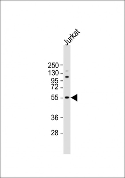 NETO2 Antibody (N-term )