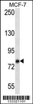 KCTD3 Antibody (C-term)