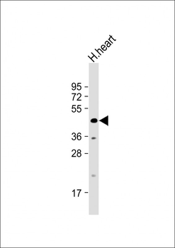 WDR45 Antibody (N-term)