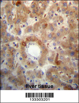 PTEN Antibody (C-term)
