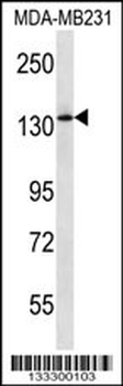 PIK3R4 Antibody (Center)
