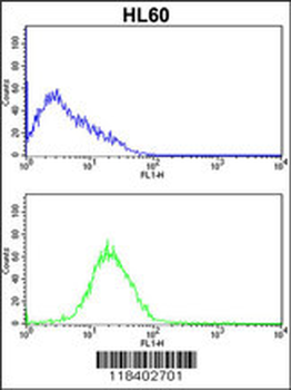 CASP2 Antibody (Center)