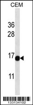 ATAD4 Antibody (C-term)