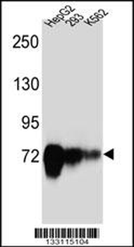 CDH22 Antibody (Center)