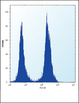 SLC16A10 Antibody (C-term)
