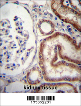 MIOX Antibody (N-term)