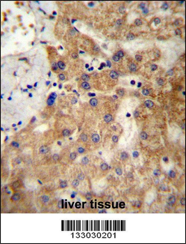 NDST1 Antibody (C-term)