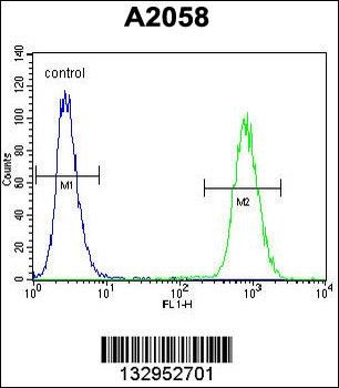 FGF11 Antibody (N-term)