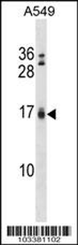 Bik BH3 Domain Antibody