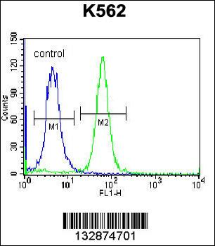 PSORS1C1 Antibody (N-term)