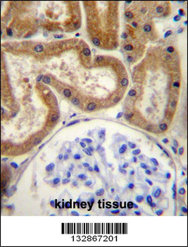 FGD2 Antibody (C-term)