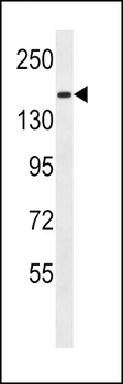 PCDH9 Antibody (C-term)