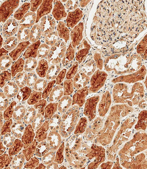 PCDH9 Antibody (C-term)
