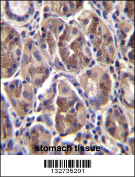 AMELX Antibody (N-term)